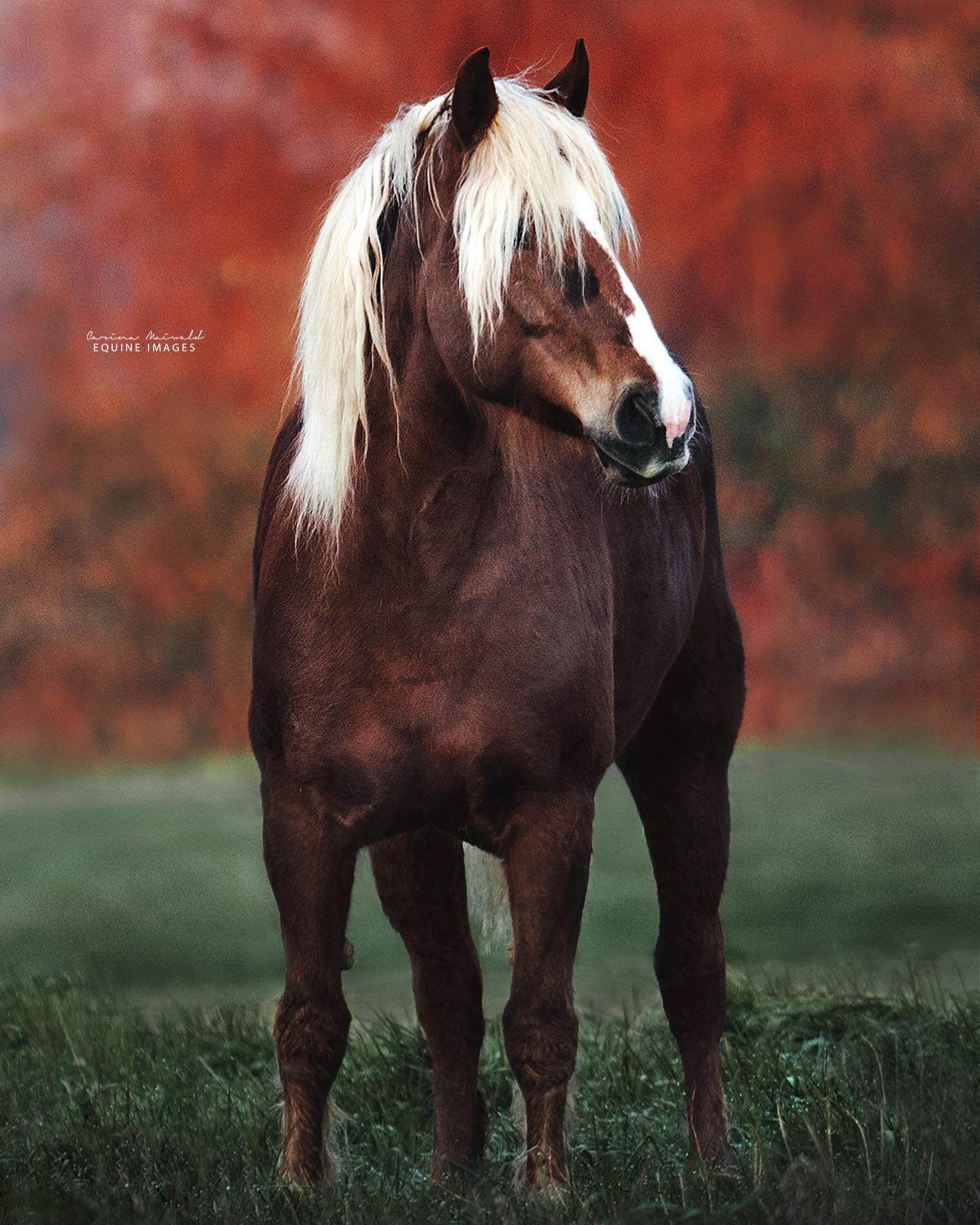 German Horse